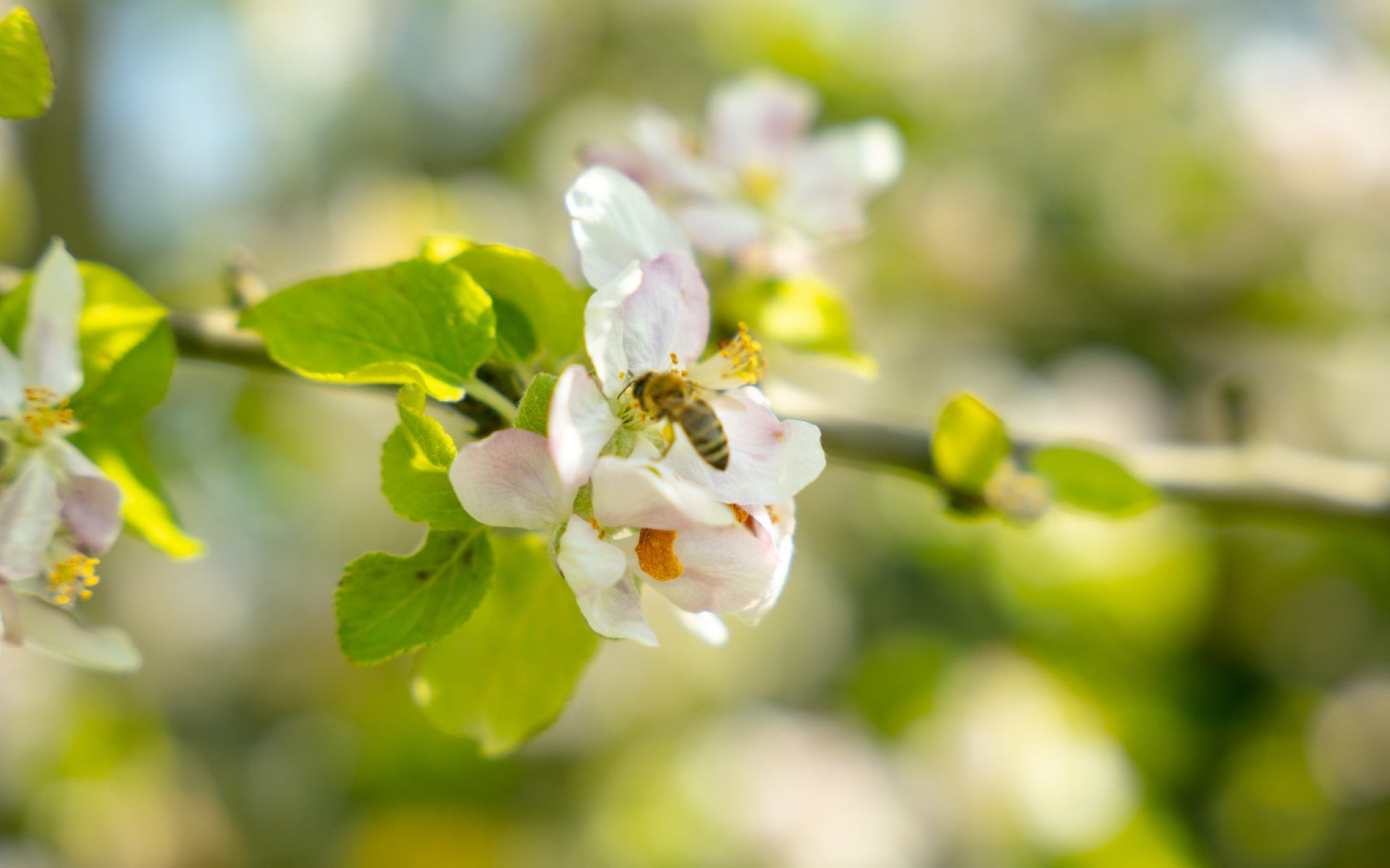 WIMMER Bienen